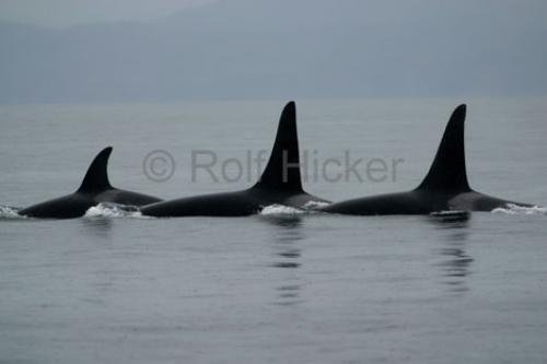 Photo: 
whales or cetaceans