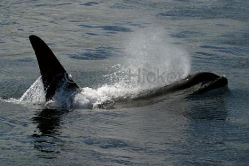 Photo: 
orca whales