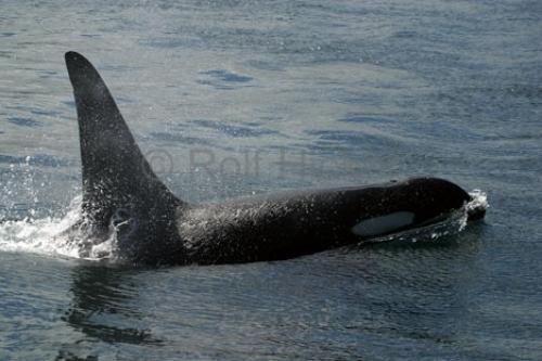 Photo: 
killer-whales IMG 7652