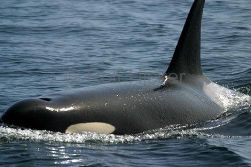 Photo: 
orca pics