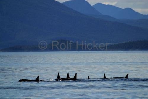 Photo: 
killer-whales IMG 8681