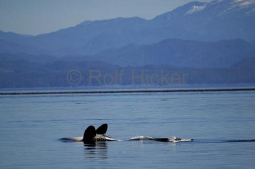 Photo: 
killer whale doing the backstroke