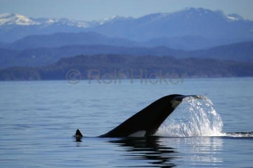 Photo: 
transient orca whale playing