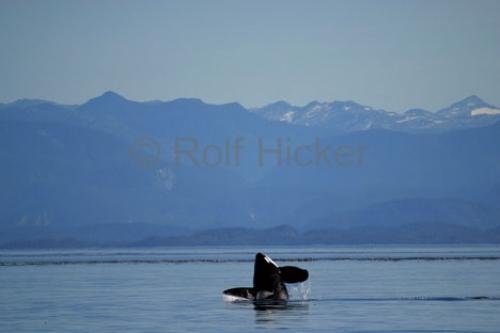 Photo: 
killer-whales IMG 8946