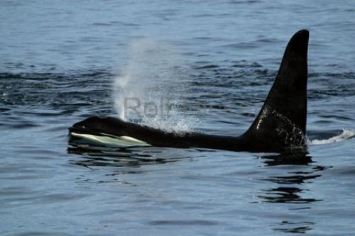 Photo: 
killer-whales IMG 9160