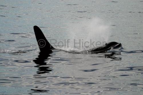 Photo: 
killer-whales IMG 9192