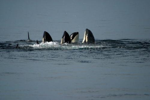 Photo: 
killer-whales IMG 9203