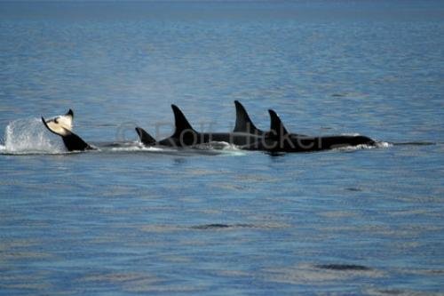 Photo: 
killer-whales IMG 9205