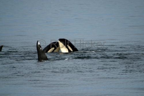 Photo: 
killer whales kissing