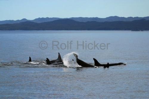 Photo: 
killer-whales IMG 9291