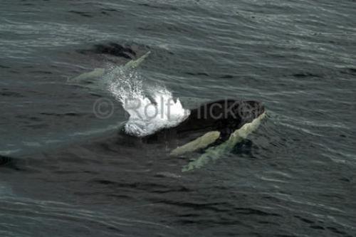 Photo: 
killer-whales IMG 9338