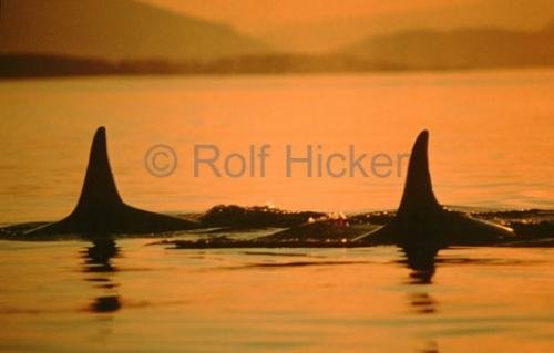 Photo: 
killer whales in sunset