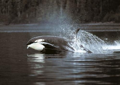 Photo: 
killer whale hunting