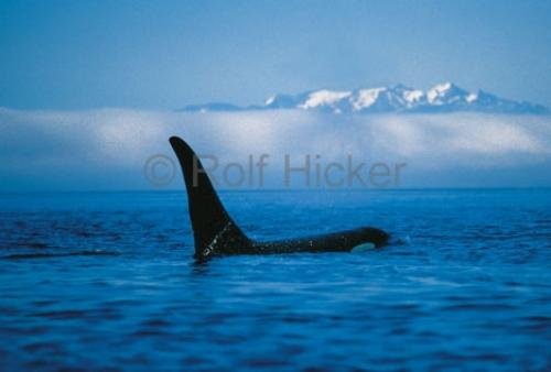 Photo: 
Killer Whale 5