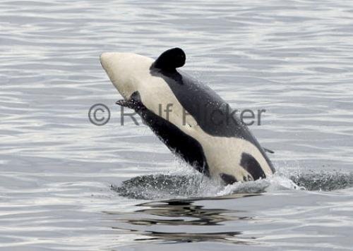 Photo: 
orca whale leaps out the water