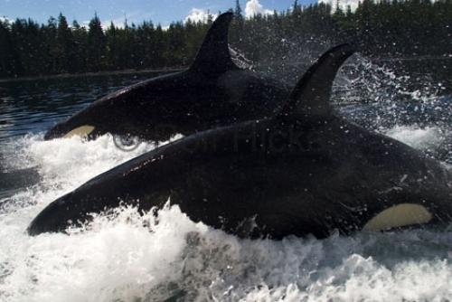 Photo: 
killer whale image