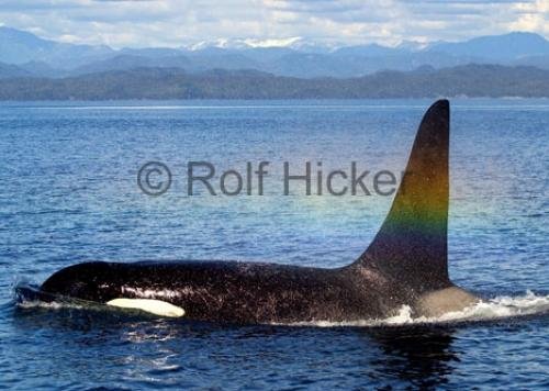 Photo: 
killer whales CRW 9346