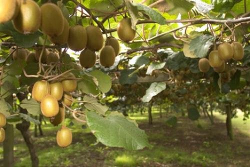 Photo: 
kiwi fruit farming