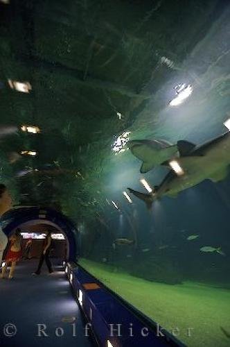 Photo: 
L Oceanografic Tunnel Valencia