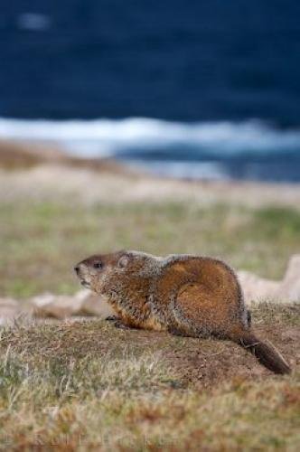 Photo: 
Southern Labrador Coastline Resting Groundhog