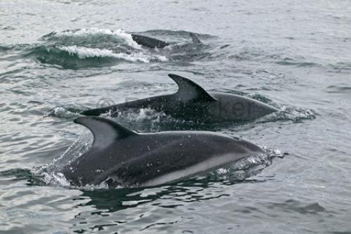 Photo: 
Pacific white sided dolphins Lagenorhynchus obliquidens