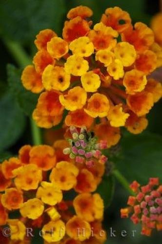 Photo: 
Lantana Flowers