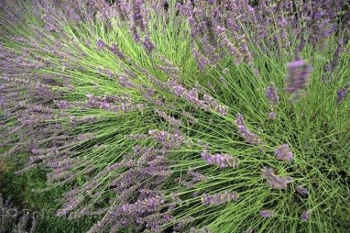 Photo: 
Lavandula X Intermedia