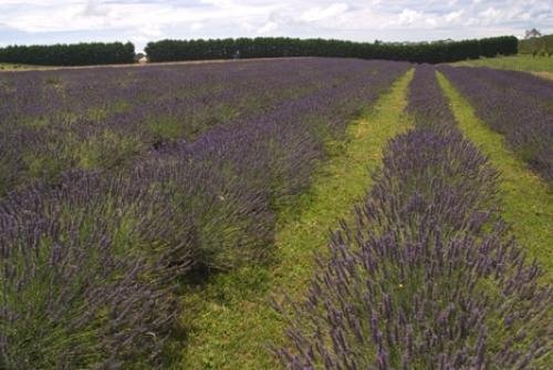 Photo: 
Lavender Field Tauranga