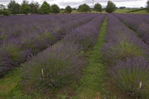 Photo: 
Lavender Fields Pictures