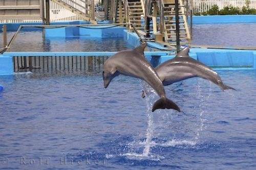 Photo: 
Dolphin Leaps Bounds