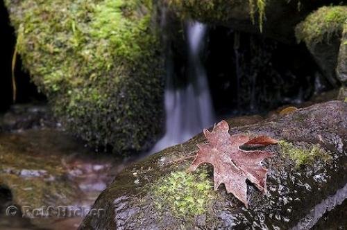 Photo: 
Leaves