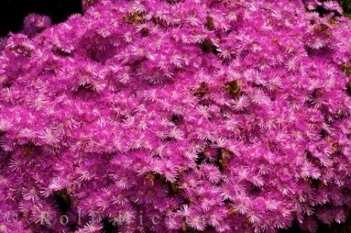 Photo: 
Livingstone Daisy Flowers