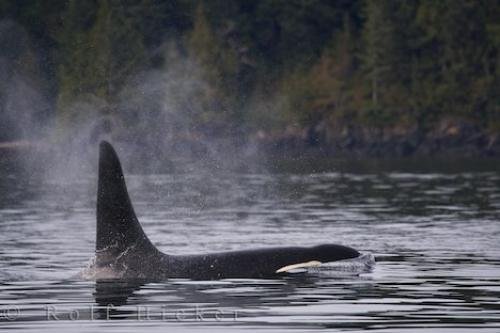 Photo: 
Lonely Male Orca Northern Vancouver Island