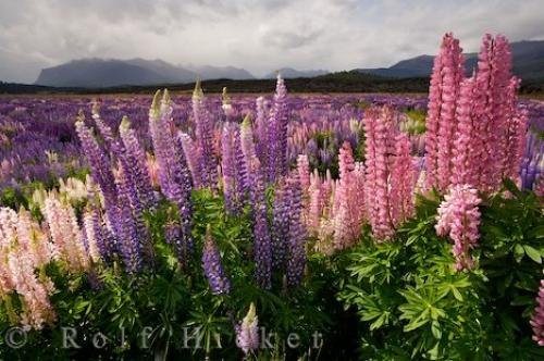 Photo: 
Lupine Plant