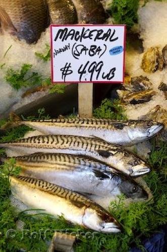 Photo: 
Mackerel Fish