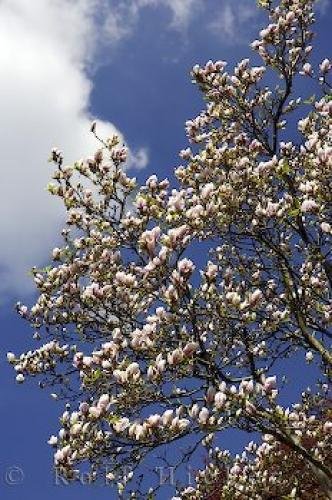 Photo: 
Flowering Magnolia Tree