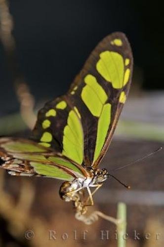 Photo: 
Malachite Butterfly