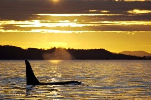 Photo: 
Male Killer Whale Sunset Northern Vancouver Island
