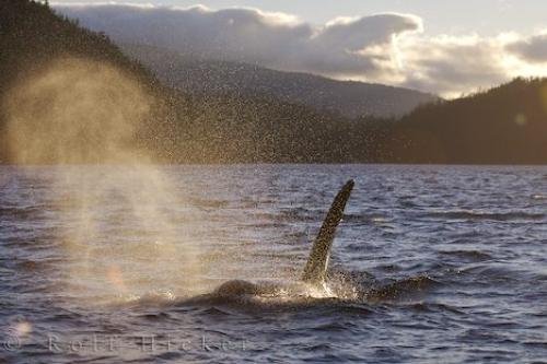 Photo: 
Male Killer Whale British Columbia