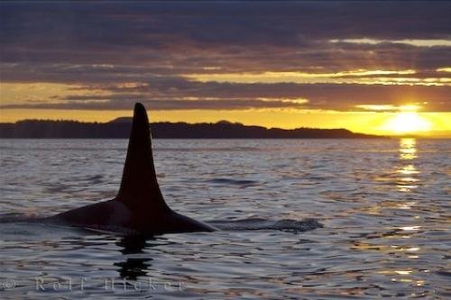 Photo: 
Male Orca Sunset Northern Vancouver Island