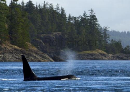 Photo: 
Male Whale