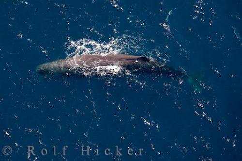 Photo: 
Marine Mammal Sperm Whale Kaikoura New Zealand