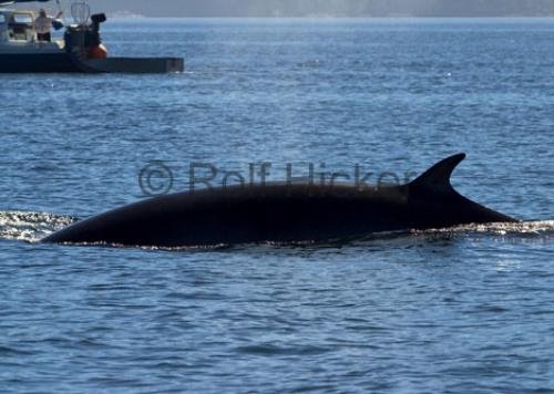 Photo: 
Minke Whale