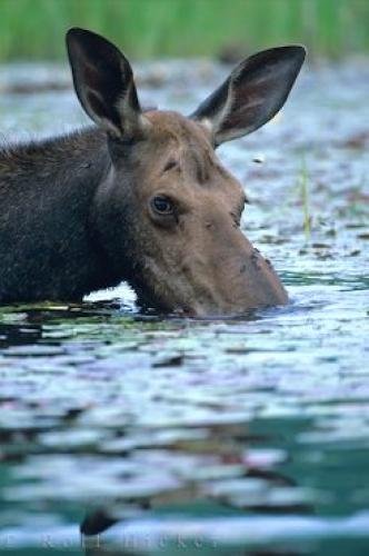 Photo: 
Moose Meals Ontario Lake Canada