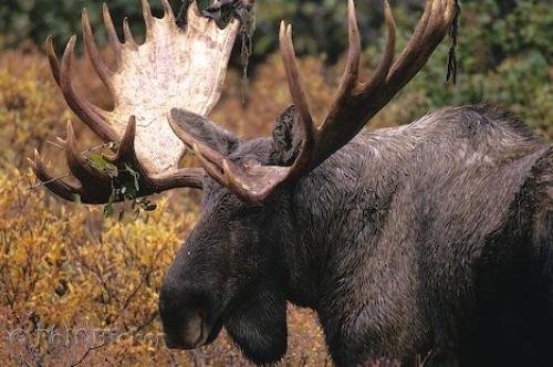 Photo: 
Moose Stag Ontario