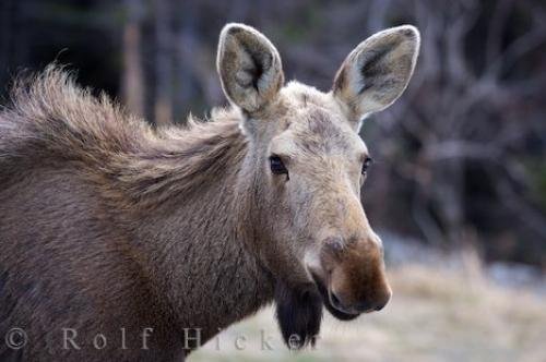Photo: 
Moose Viking Trail Northern Peninsula Newfoundland