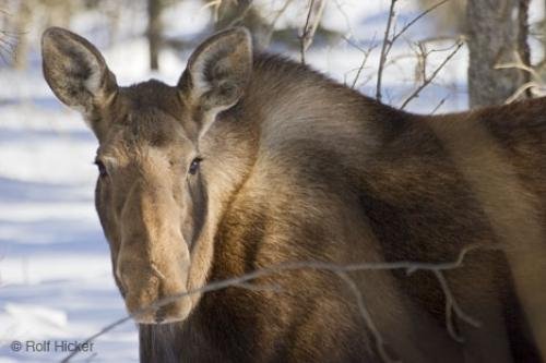 Photo: 
moose animal
