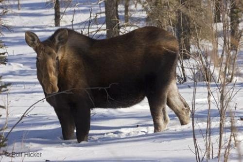 Photo: 
moose animals