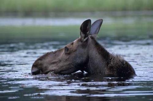 Photo: 
Moose