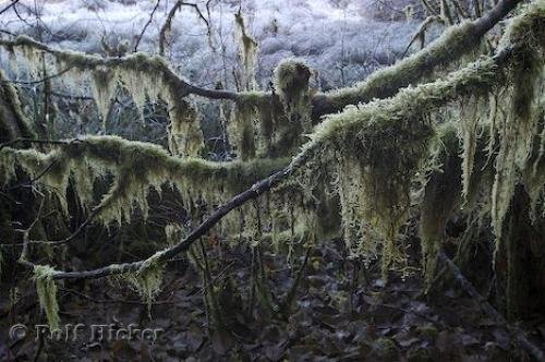 Photo: 
moss plants